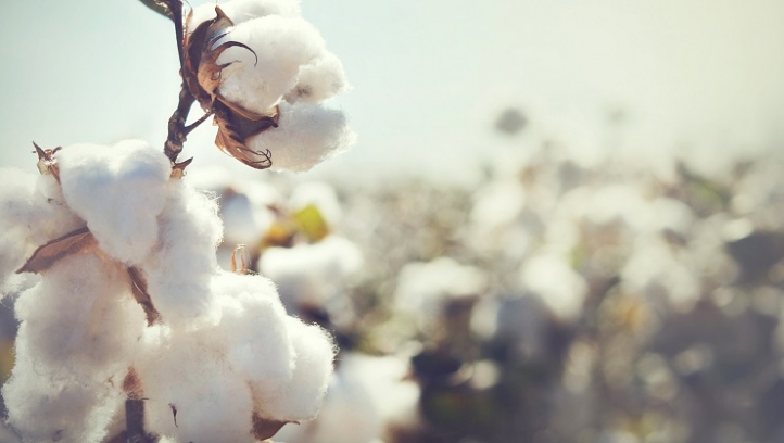 Campaigners are calling on failing companies to set time-bound targets to source 100% sustainable cotton and report publicly on progress to stakeholders
